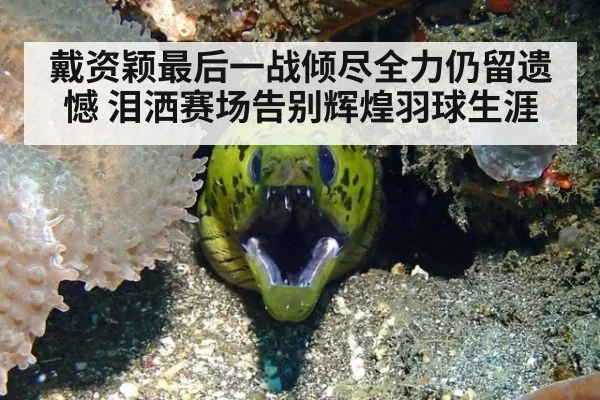戴资颖最后一战倾尽全力仍留遗憾 泪洒赛场告别辉煌羽球生涯